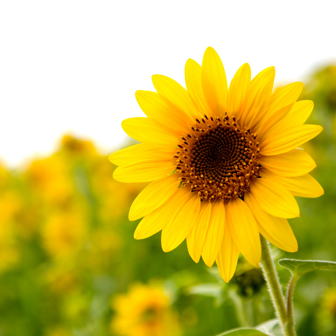 Photo of a sunflower in a field