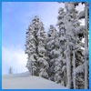 snowy-trees-sm.jpg