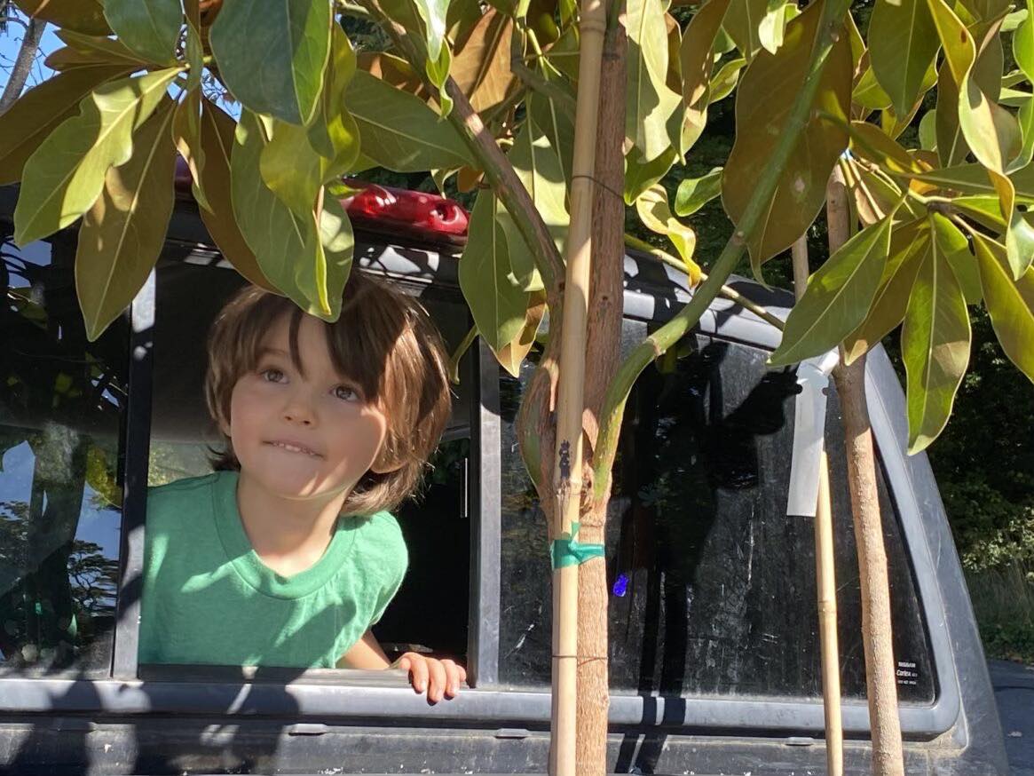 Resident Tree Giveaway