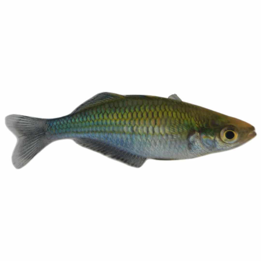 sunday-specials-from-sustainable-aquatics