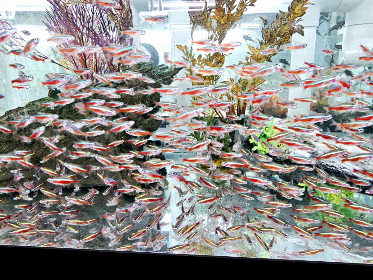 Sunday Specials from Sustainable Aquatics