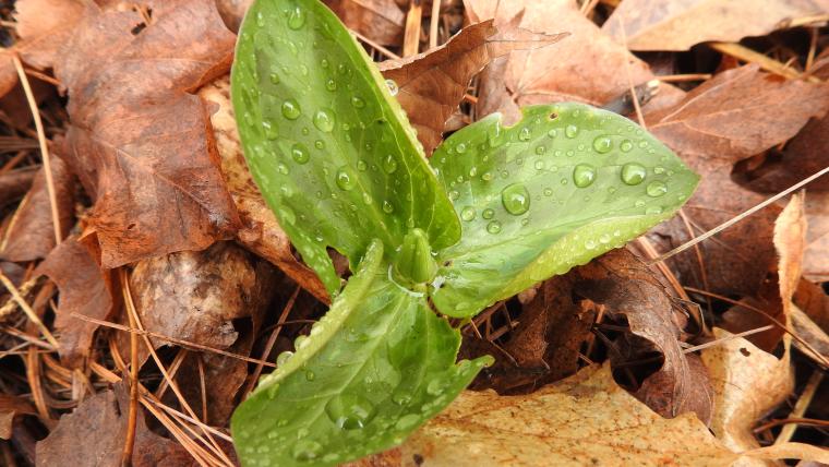 trillium_sessile_stefaniepaeg_flowerbud_01_1.jpg