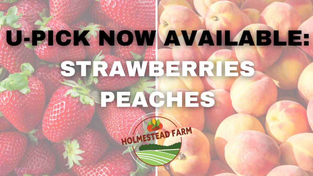 Peaches ready for UPick!