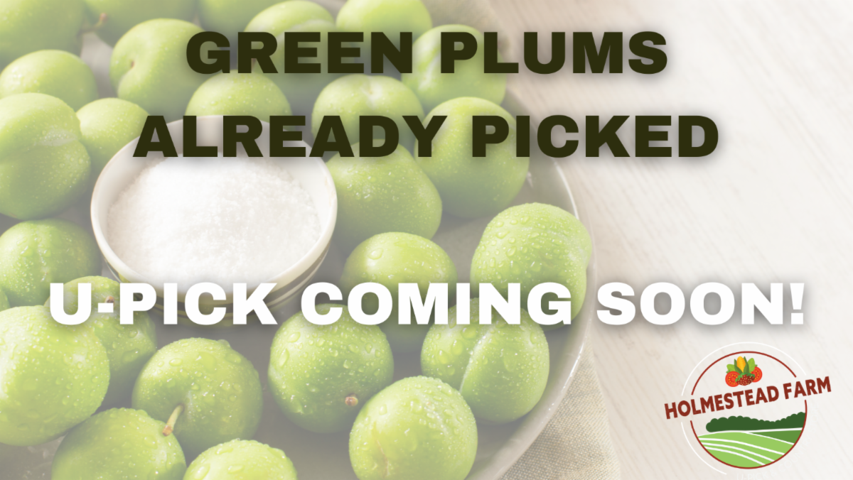 Peaches ready for UPick!