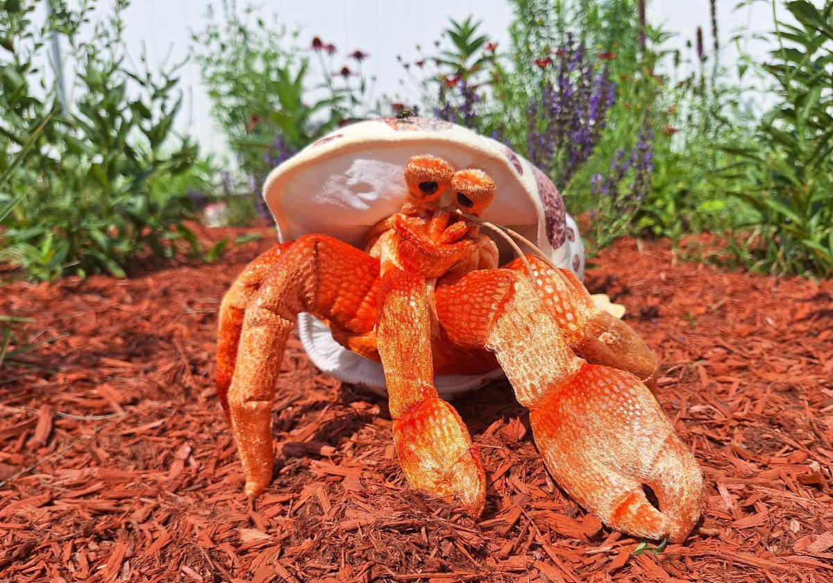 A picture of the orange Hermit Crab puppet