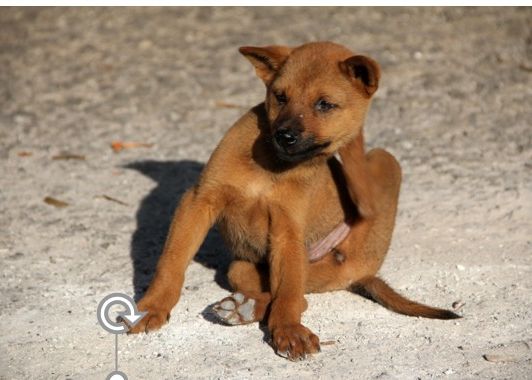 brown dog sitting on dirt scratching behind their head