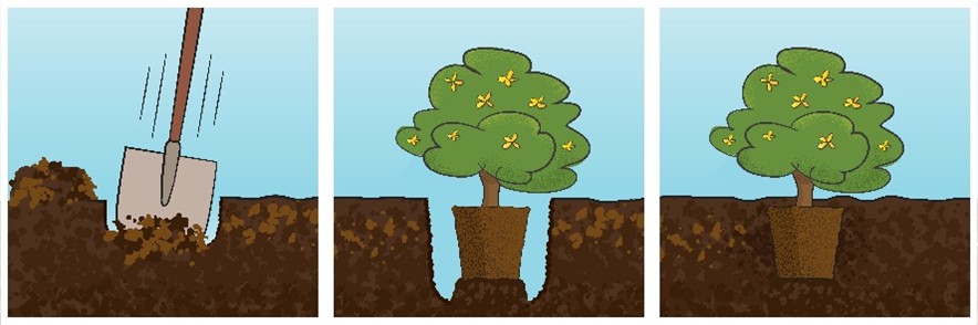 Image of a shovel in dirt then a shrub with yellow flowers placed in the hole then the shrub covered by soil and fully planted
