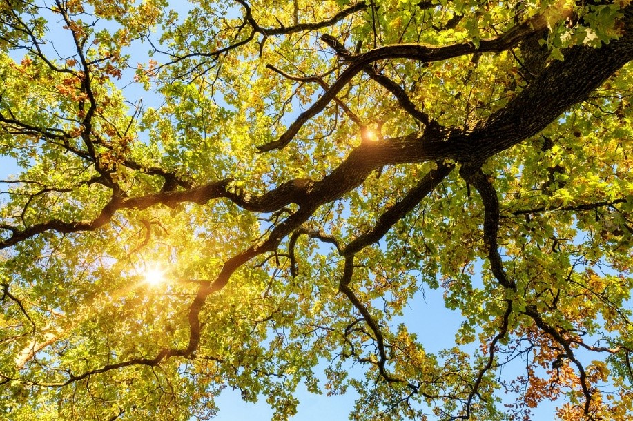 Image of a tree branch with yellow leaves with the sunlight filtering through the leaves.