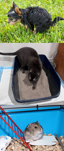 black and brown dog pooping on grass and black cat in litter box and hamster in blue cage with pellets