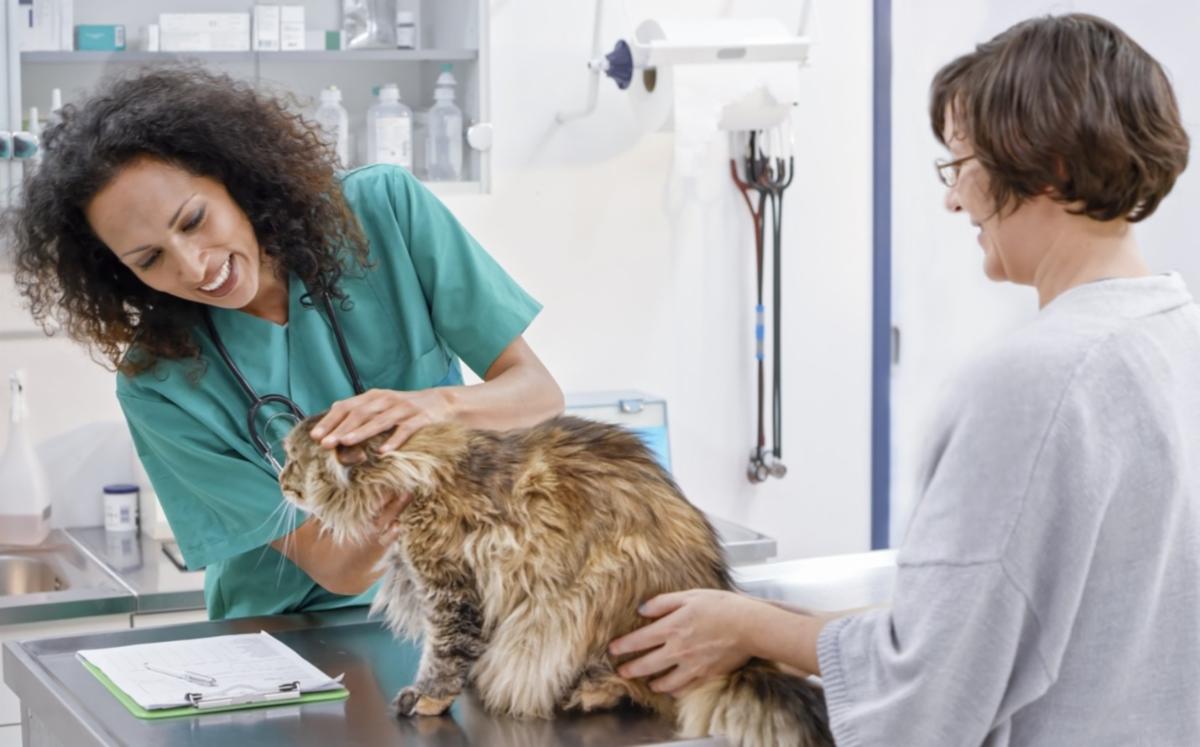 Brown and tan cat on a steel exam table with a vet in blue scrubs examining the cat