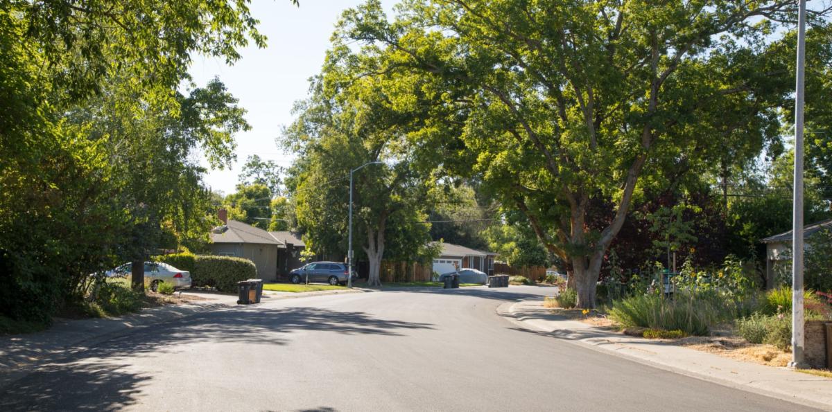 street with trees on both sides of street