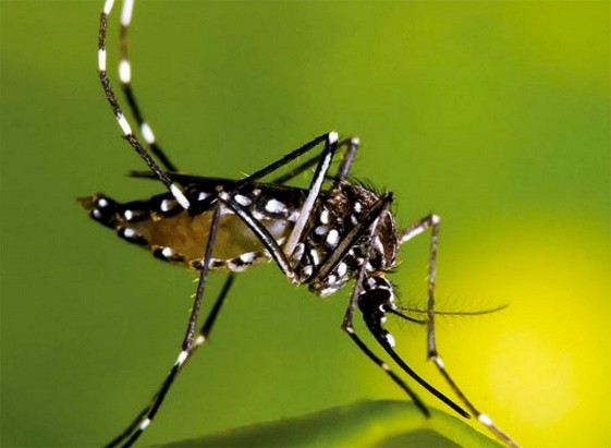 black moquito with white on its body and legs on a green background