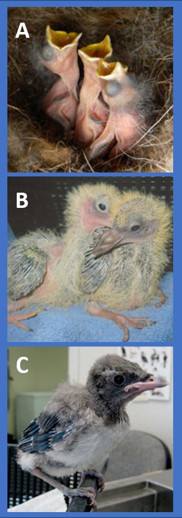 3 featherless new hatched birds, 2 downy/incompletely feathered birds, 1 fully feather bird