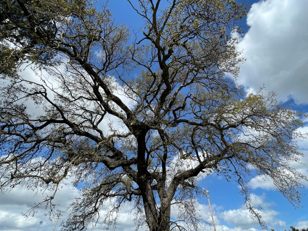 Image of a tree canopy with blue sky and clouds.