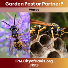 wasp on a purple flower and wasp on a honeycomb