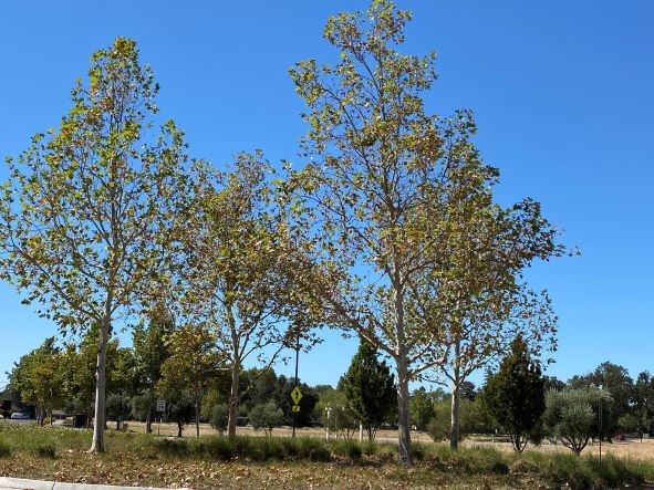 Image of 4 trees in the foreground with mulch and more trees in the background in an open area.
