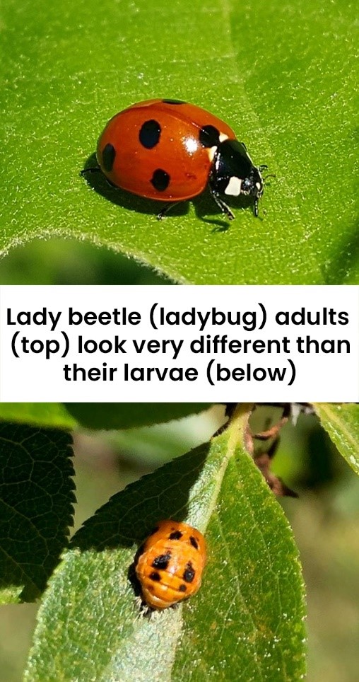 Image showing adult ladybug and their larvae. Image says Lady beetle adults look very different than their larvae