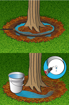 Image of a tree with a soaker hose for watering and image of a tree with a 5 gallon bucket with holes in the bottom for watering