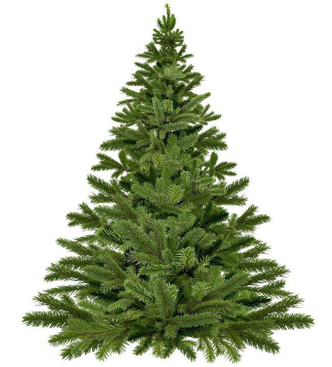 Image of a cut conifer tree