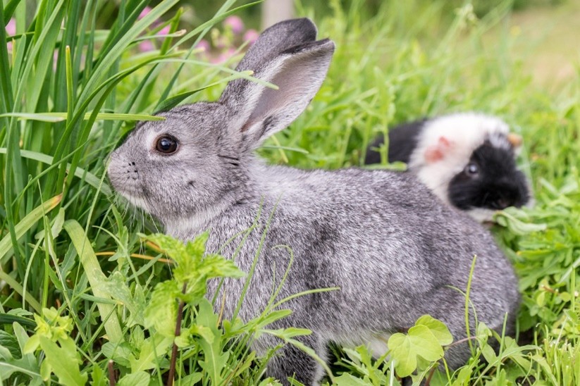 grey rabbit and white and black guinea pig in green grass