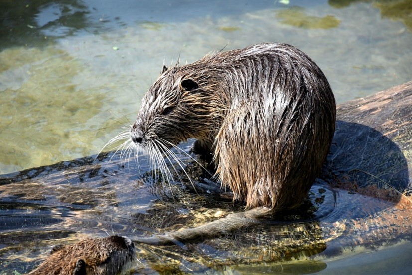 Image of a brown muskrat on a brown log in water 