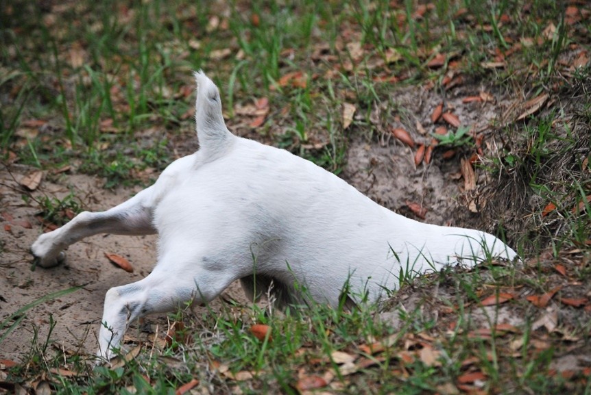 white dog with its head inside a hole in a field