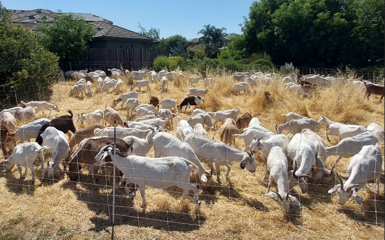 Barn in background with yellow vegetation and many goats wandering and eating the vegetation in the enclosure