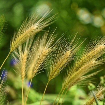 yellow weed seed with green in the background