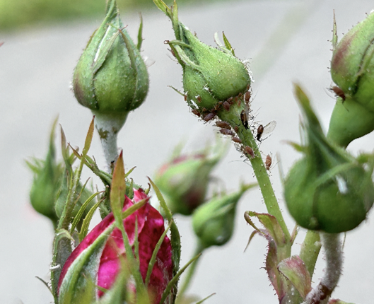 aphids on a green plant with a pink bud