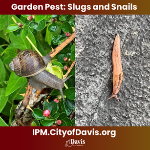 snail on green leaves and slug on pavement