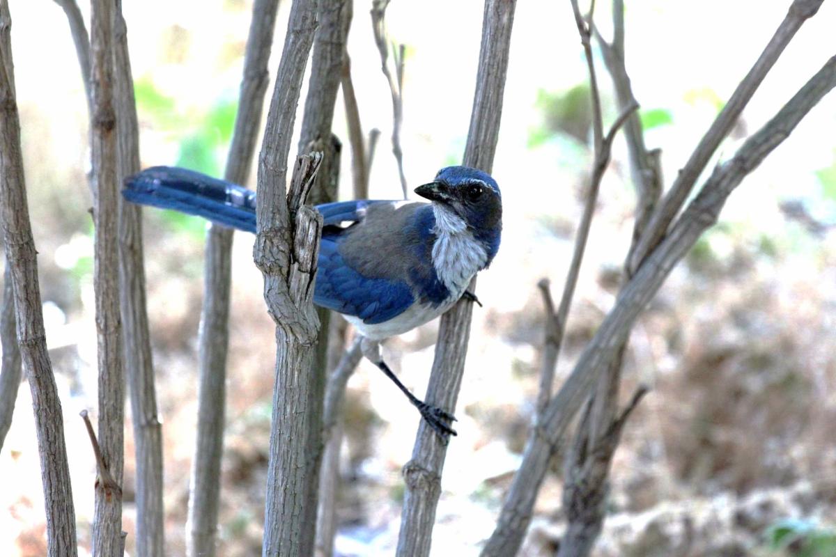 scrub jay (blue and white bird) between tree branches 