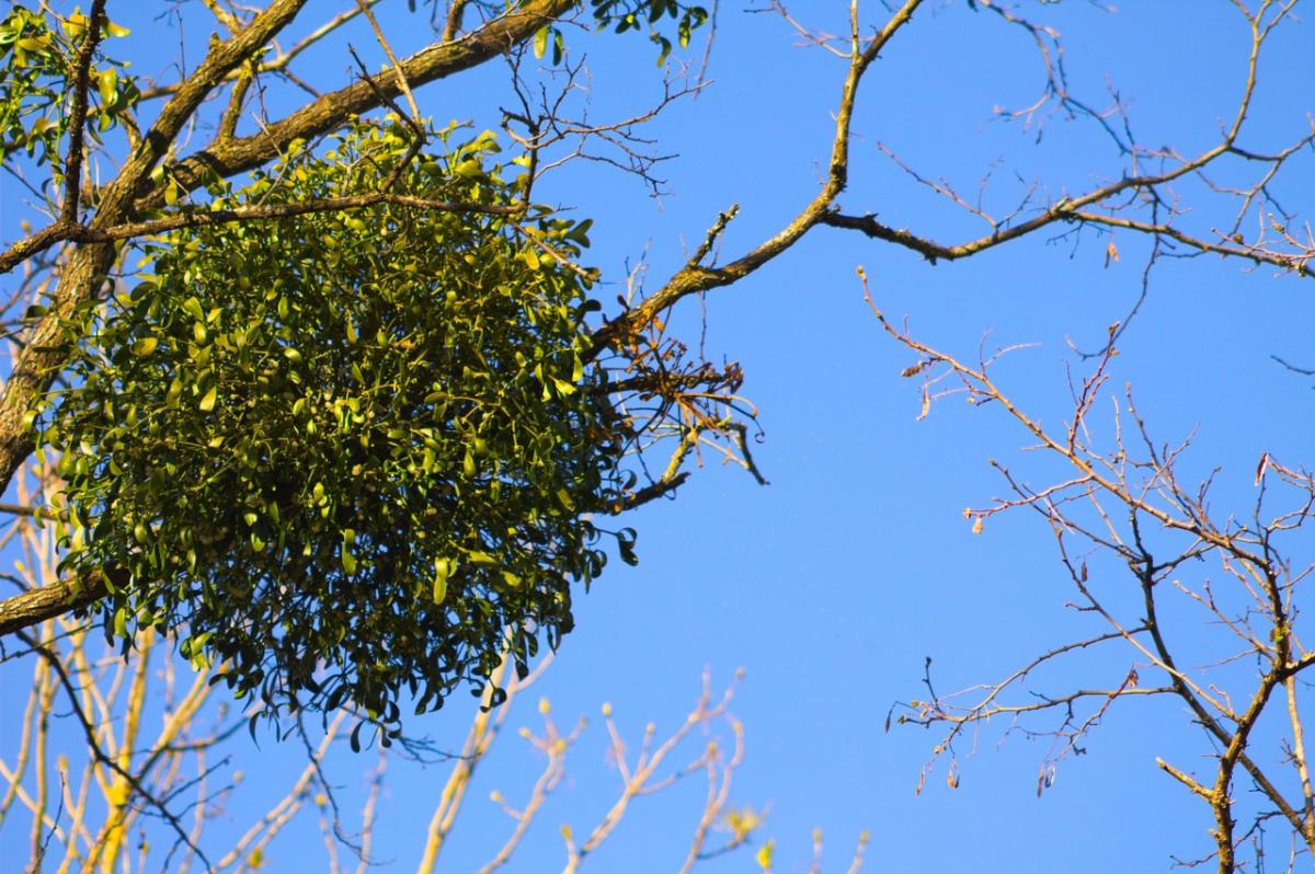 green mistletoe on a brown tree branch with a blue sky