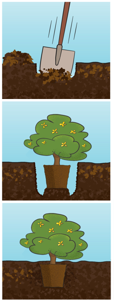 Infographic with top image showing a shovel digging dirt with a blue sky then a tree sitting in the hole that has green leaves and yellow flowers then a tree in the ground with soil covering the root ball