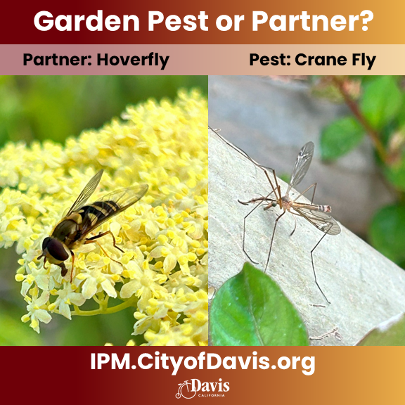 Image of a hoverfly on yellow flowers and a crane fly on leaves