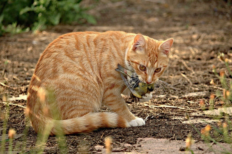 orange and white tabby cat sitting on dirt holding a bird in its mouth