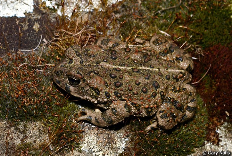brown toad with warts on green moss and brown groundcover