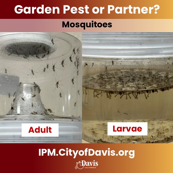 Image showing adult mosquitoes on a container next to an image showing mosquito larvae in a jar with water