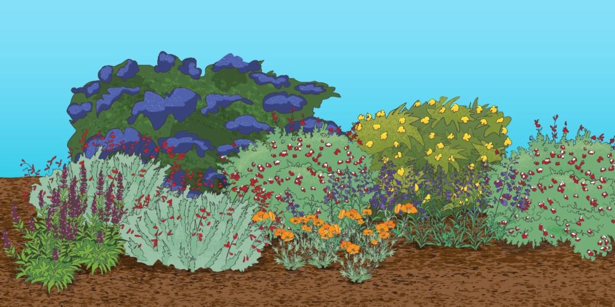 Image with mulch and low water plants including salvias hummingbird sage CA Poppy ceanothus and monkey flower