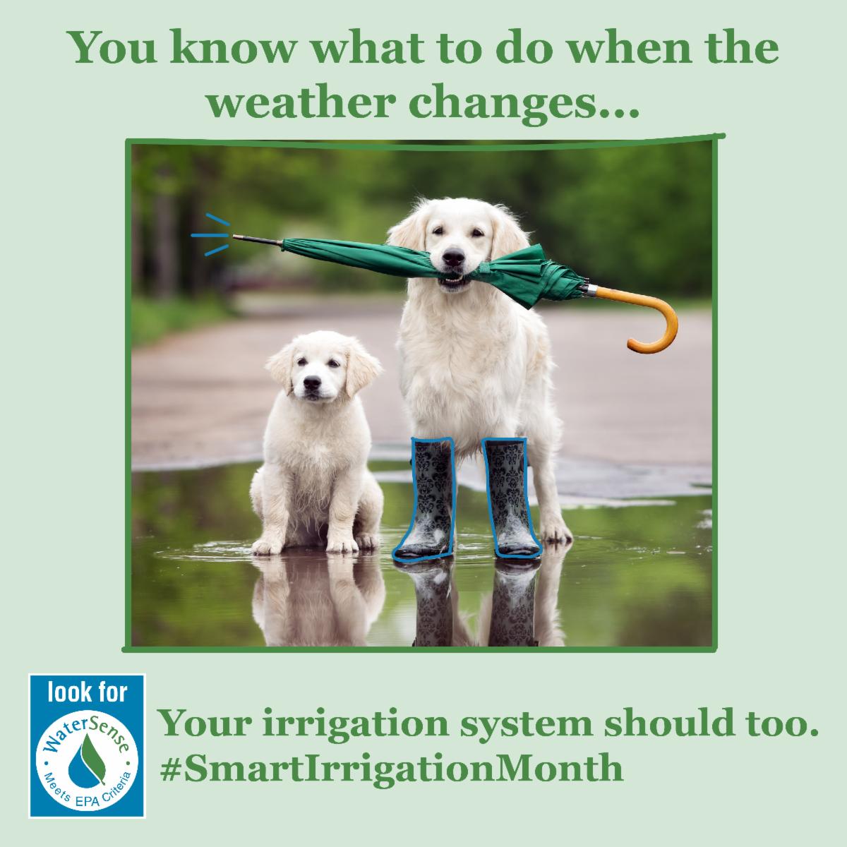 Two dogs in a puddle. One wearing rain boots and holding a green umbrella in its mouth.