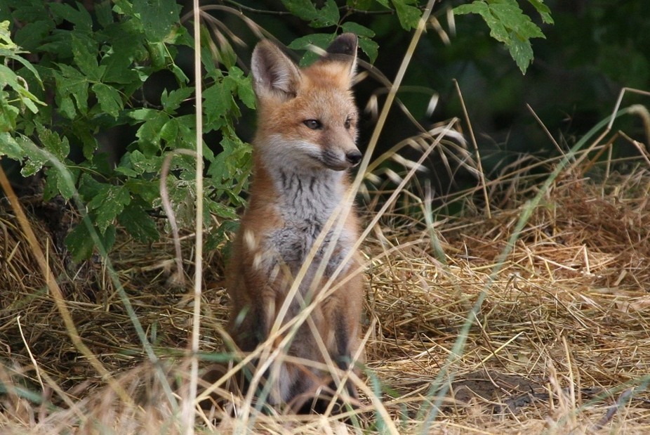 red fox in a field with greenery in the background