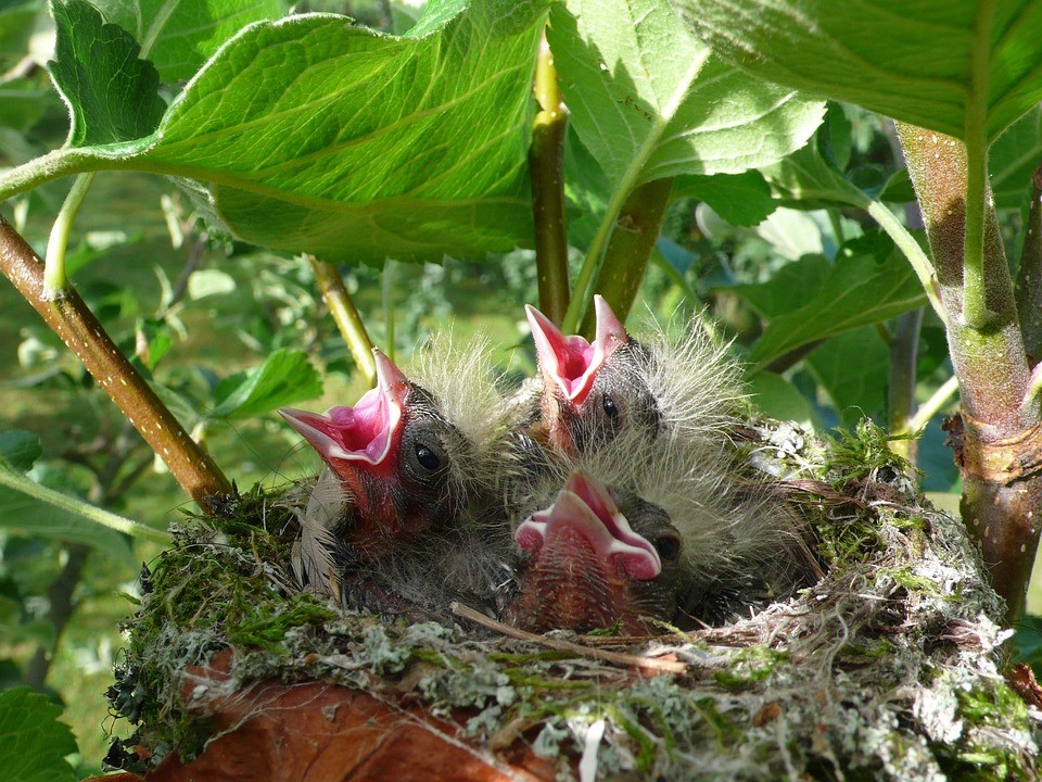 Image of two baby birds with their beaks open in a nest surrounded by green leaves.