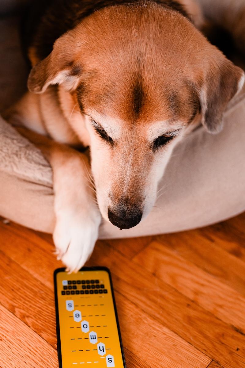 yoshi playing sixtep