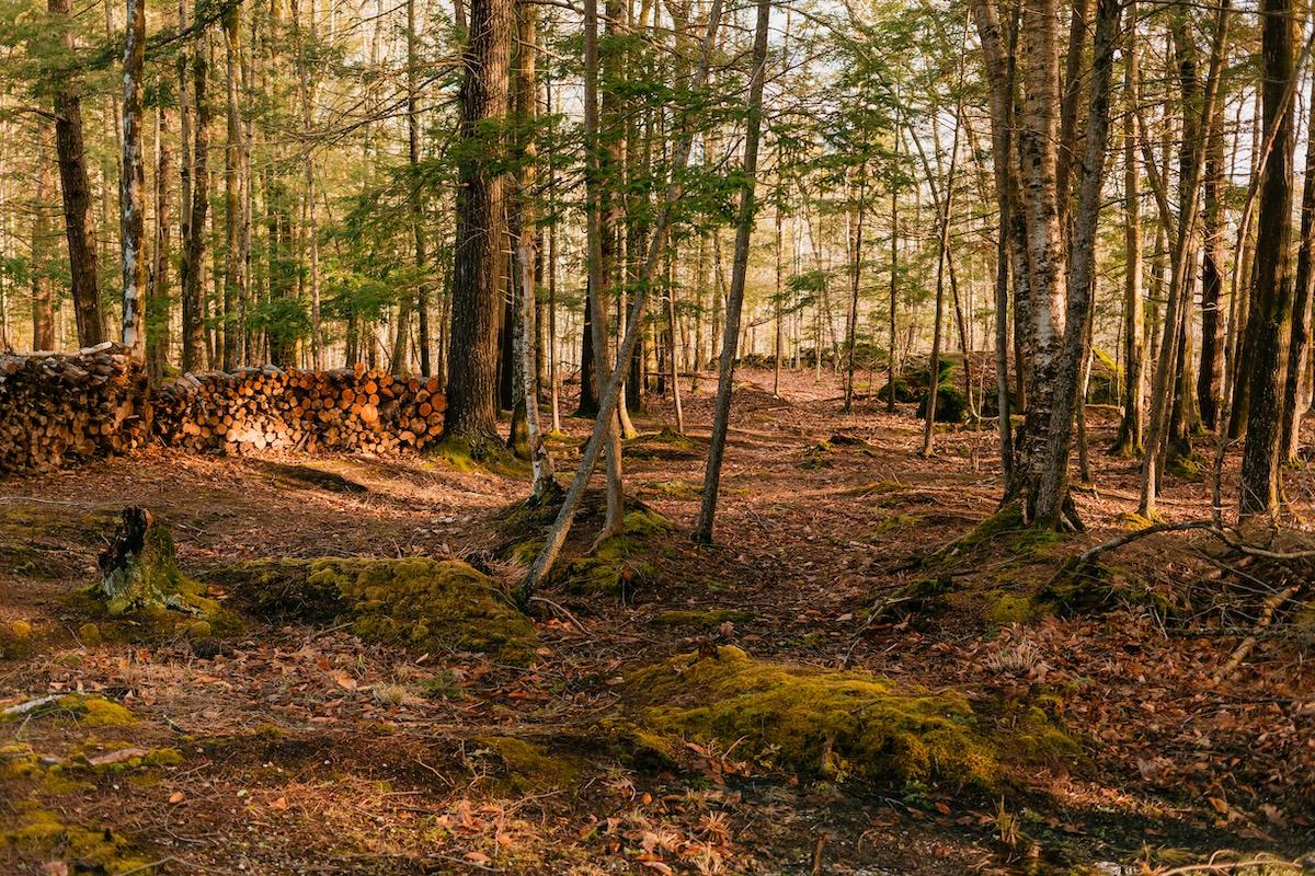 maine woods april 2025