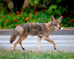 coyote