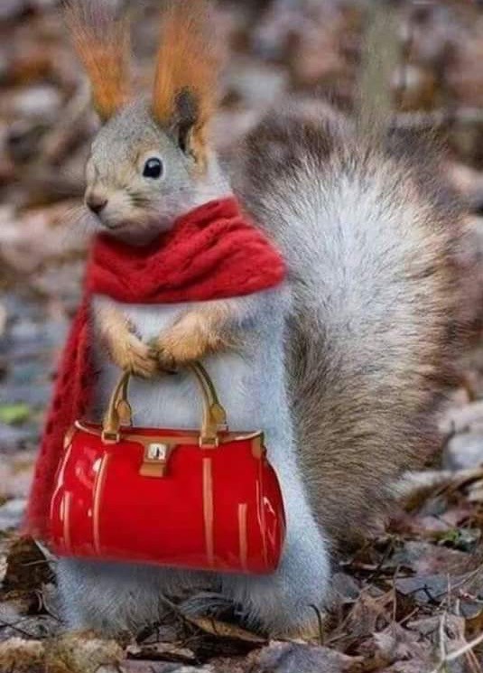 squirrel.jpg