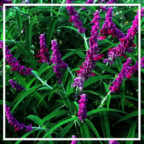 All Perennials on Sale This Week!