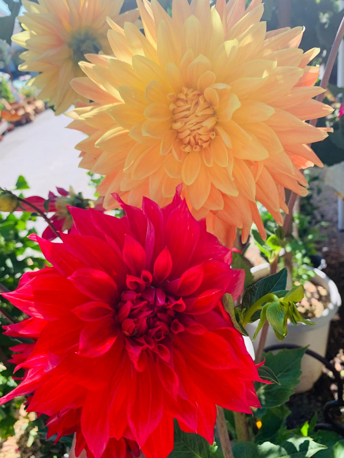 All Perennials on Sale This Week!