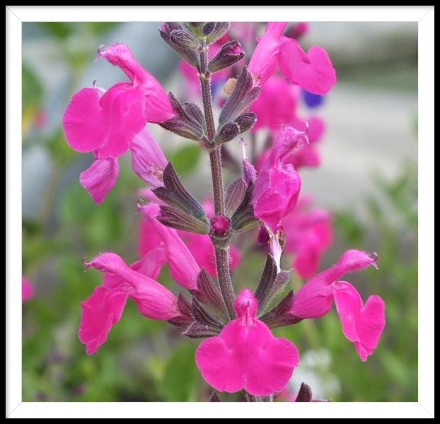 All Perennials on Sale This Week!