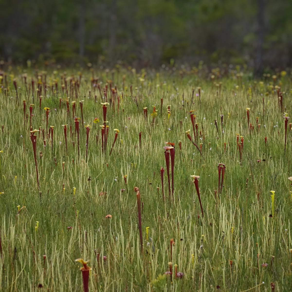 We all belong among the wildflowers!