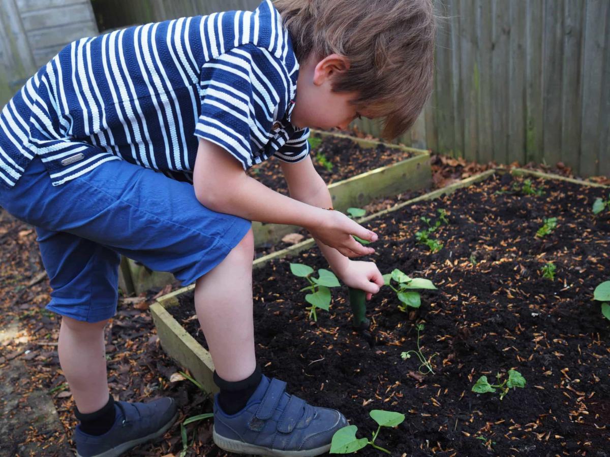 Image of young boy tendering to plants in a vegetable garden.